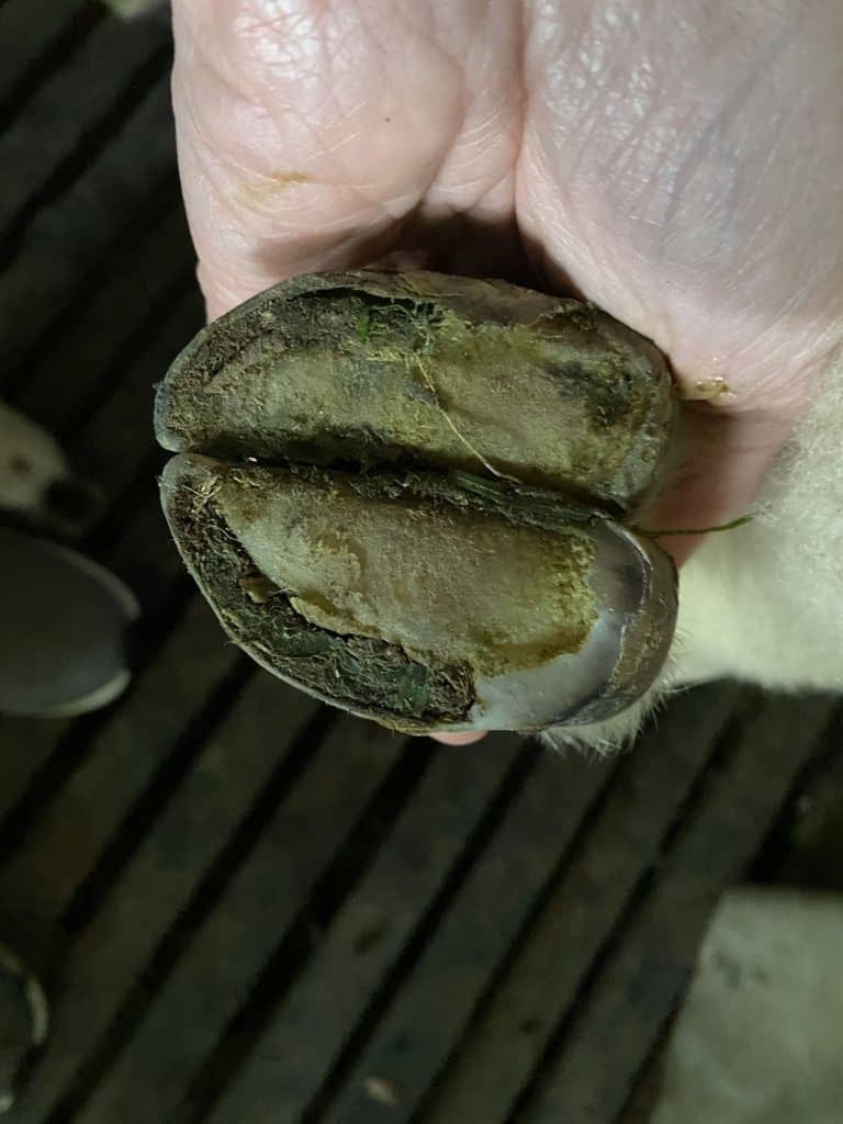 View of the bottom of a hoof showing dirt packed into a separation between the hoof wall and the sole.