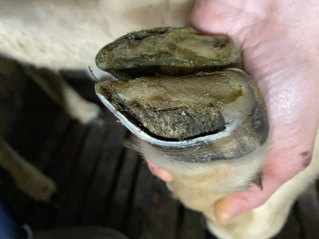 The second shows the hoof wall trimmed and the dirt removed.