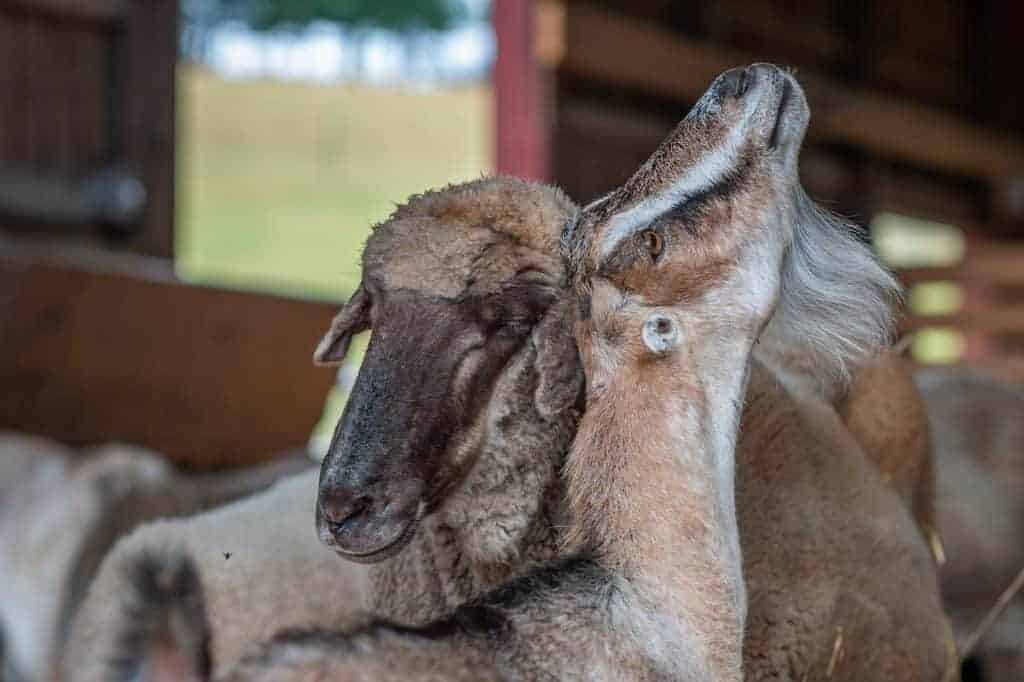 A goat nuzzles with a sheep inside.