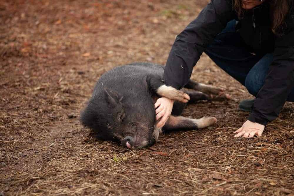 A human rubs the belly of a smaller potbellied pig outside.