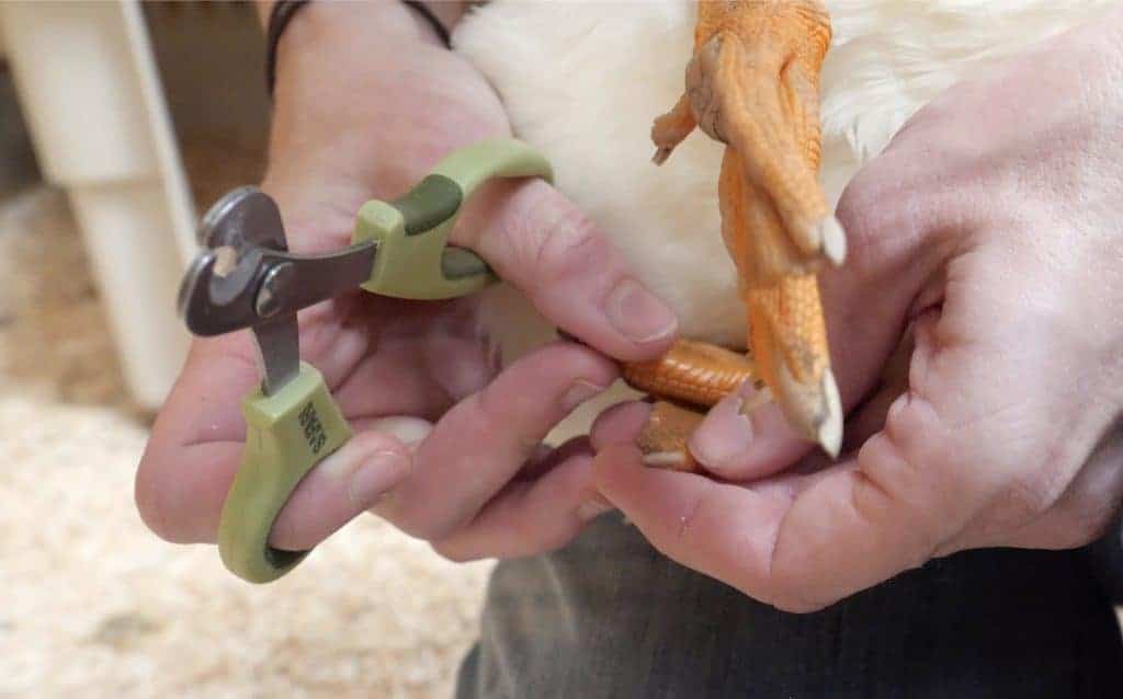 A caregiver holding clippers is looking closely at a goose's nails.
