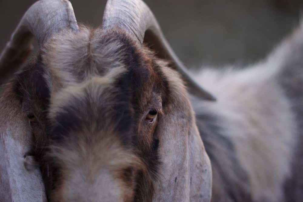 How Goats Get Along With Other Species - The Open Sanctuary Project