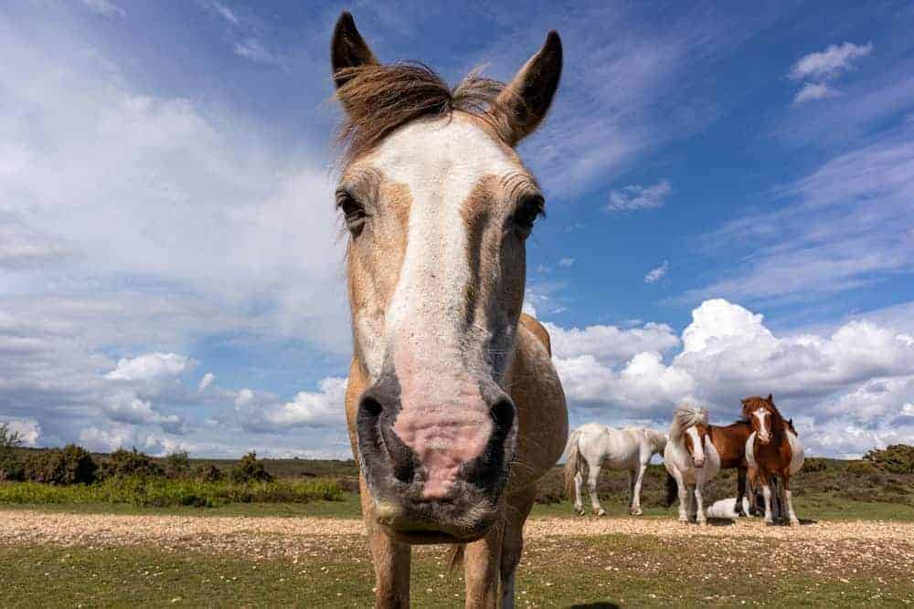 A curious horse looks directly at a close up camera as three horses congregate in the distance outside.