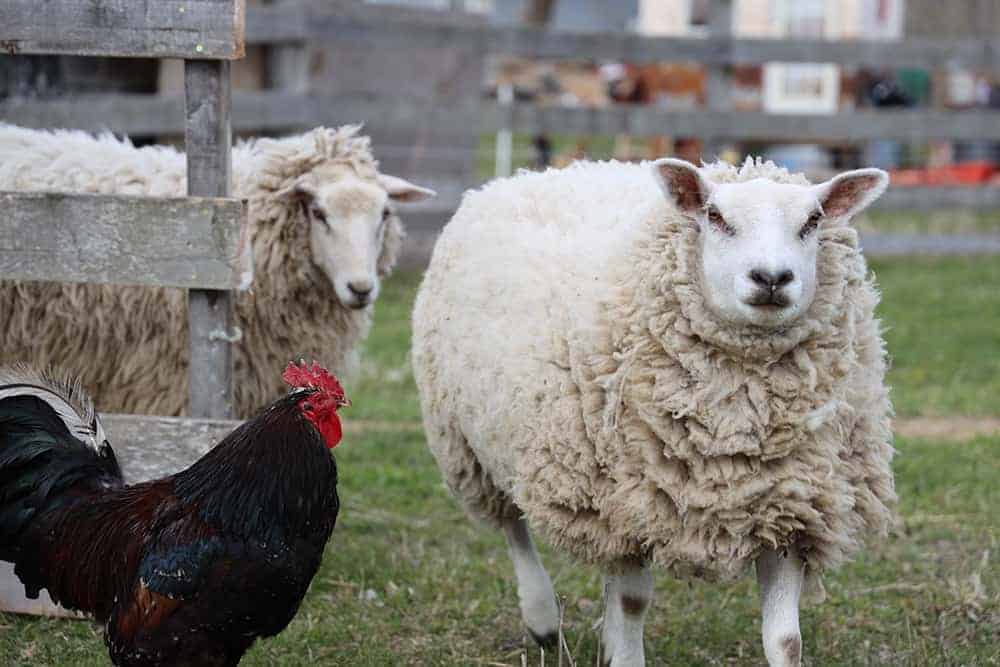 sheep sanctuary near me