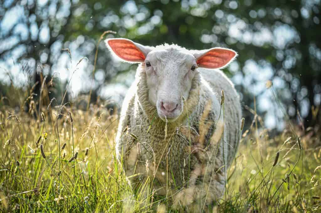 A white sheep among tall grass outside.