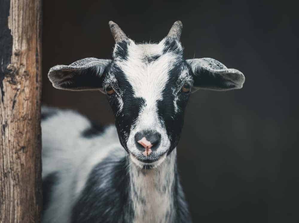 A younger black and white goat looking at the camera.