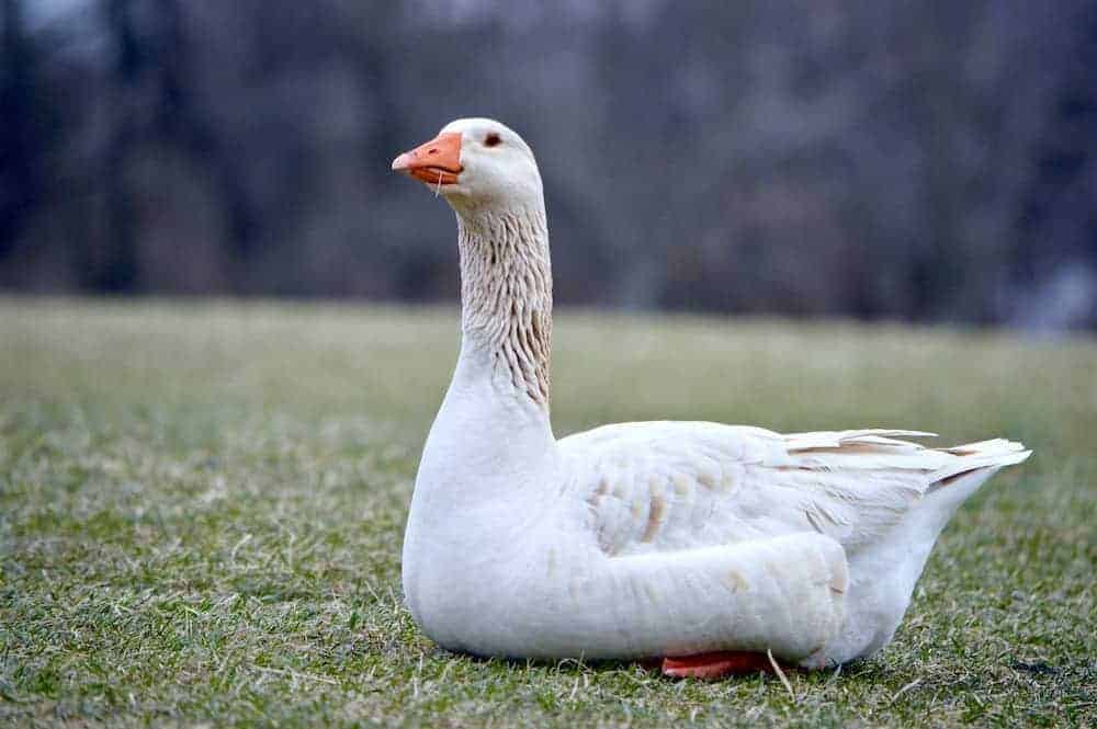 A domestic goose contentedly resting on grass outside.
