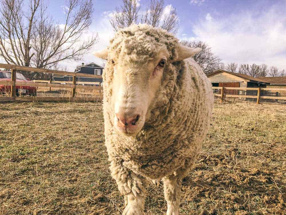 A woolen sheep outside in a pasture looking at the camera.