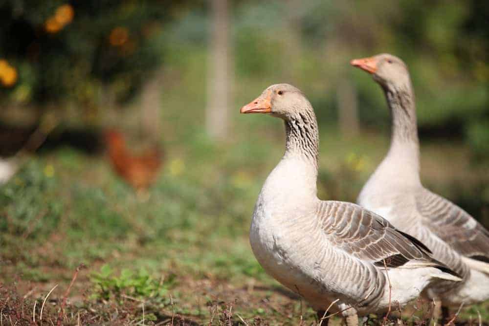 How Geese Get Along With Other Species - The Open ...