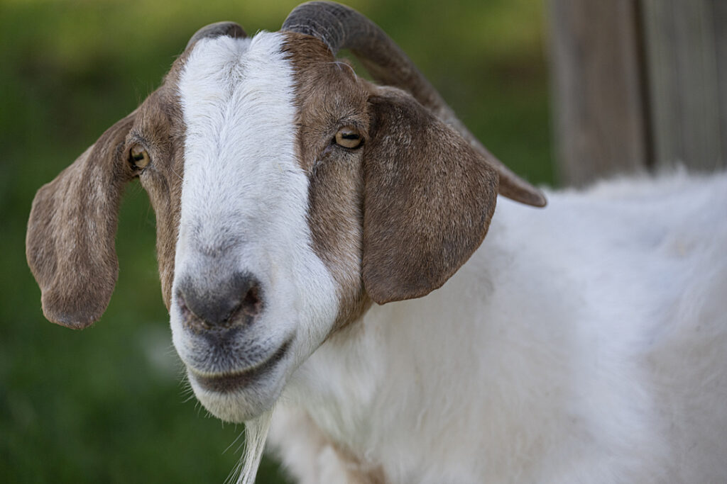 A brown and white goat looks into the camera.