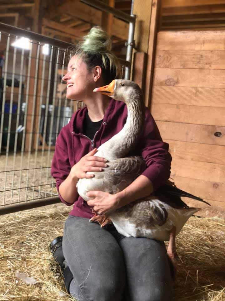 A caregiver kneels in a barn and holds a gray goose in their lap.