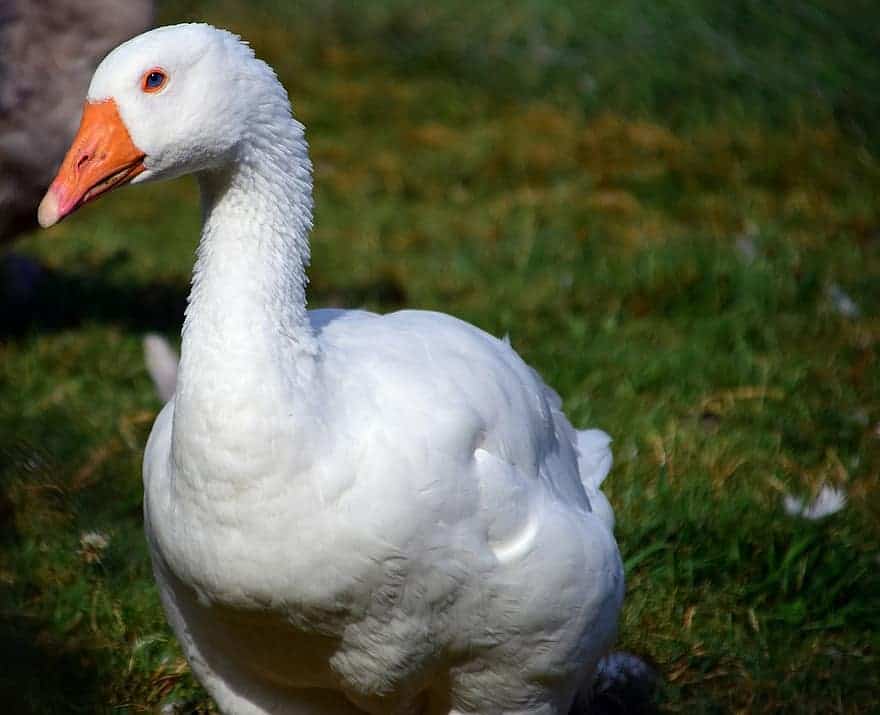 A white goose standing outside looking at the camera.