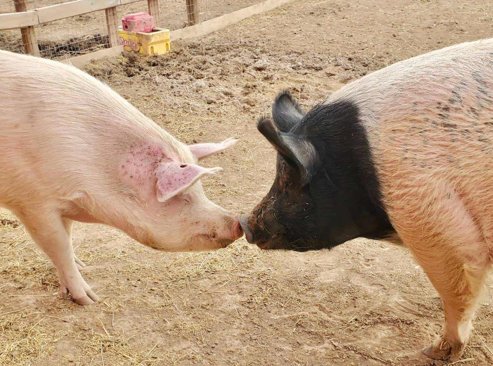 Safe Cohabitation Considerations For Pigs - The Open Sanctuary Project