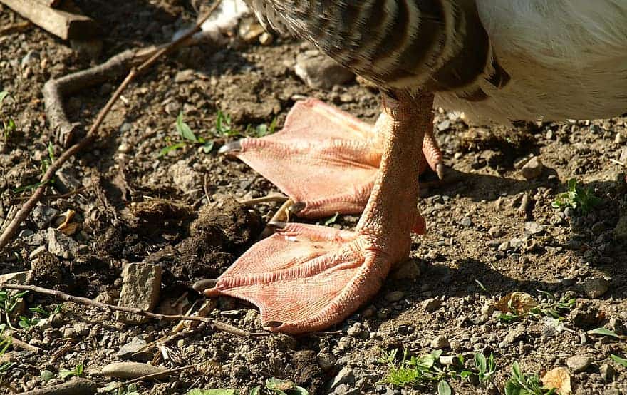 Close up of a goose's feet.