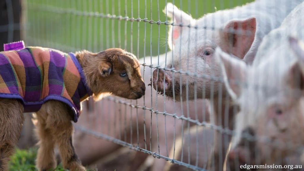 A baby goat wearing a colorful coat meets three pigs through a metal fence.