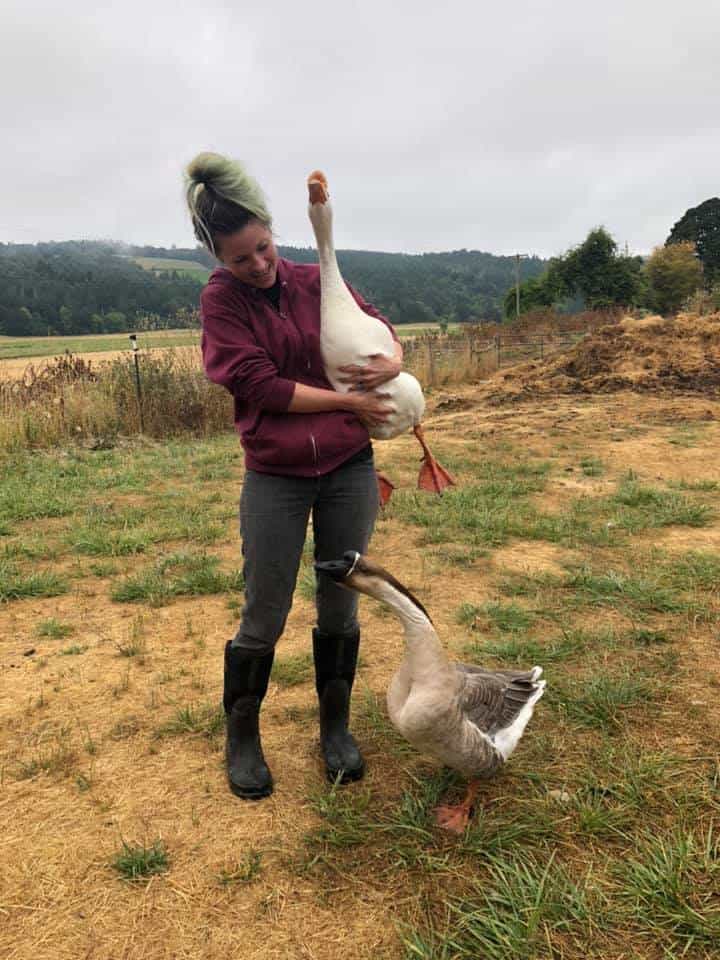 A caregiver stands and holds a white goose while a gray goose stands at her feet.