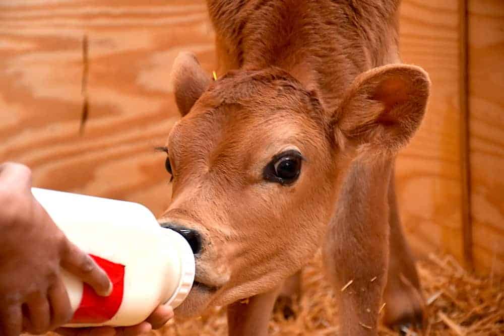 A brown calf being fed from a bottle indoors.