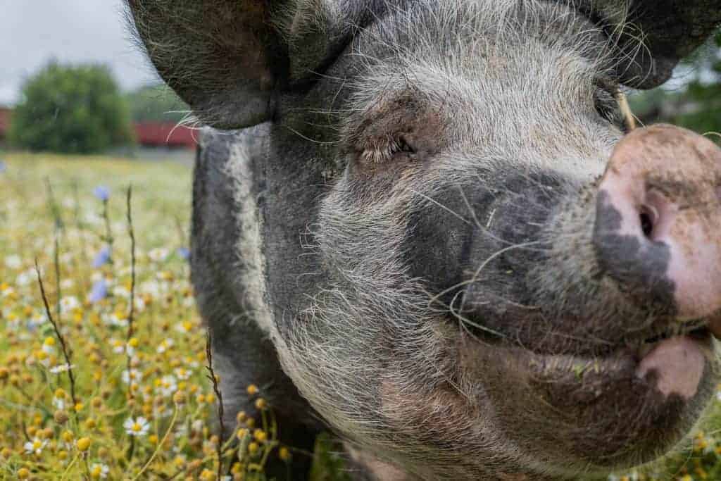 A happy big pig outside with their face close to the camera.