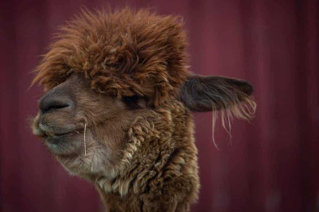 A brown alpaca's face against a maroon background.