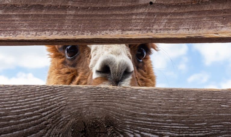 How To Conduct An Alpaca Health Examination - The Open Sanctuary Project