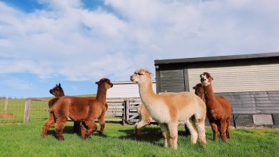 Creating A Good Home For Alpacas - The Open Sanctuary Project