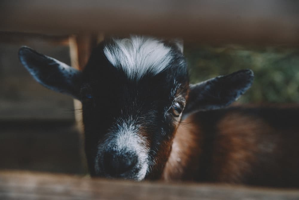 A young goat peering between fence slats.