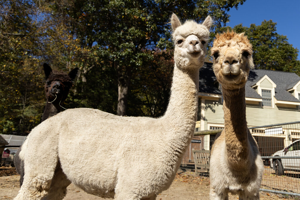 Three alpacas look into the camera