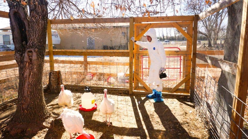 A person in a tyvek suit and booties enters a quarantine area with three turkeys in it.