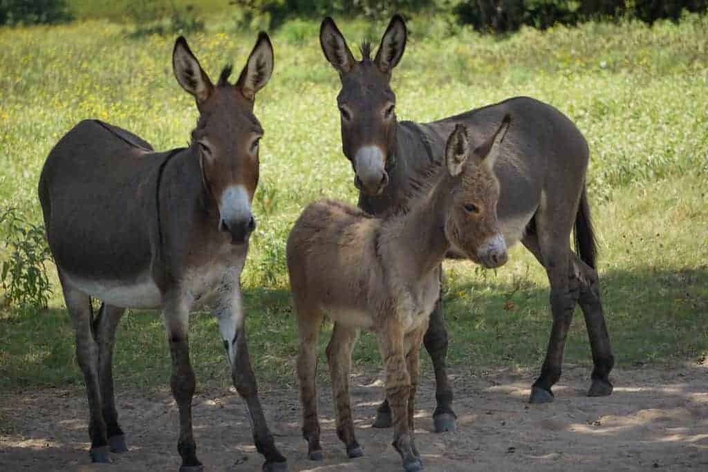 Donkeys: How We Got Here - The Open Sanctuary Project