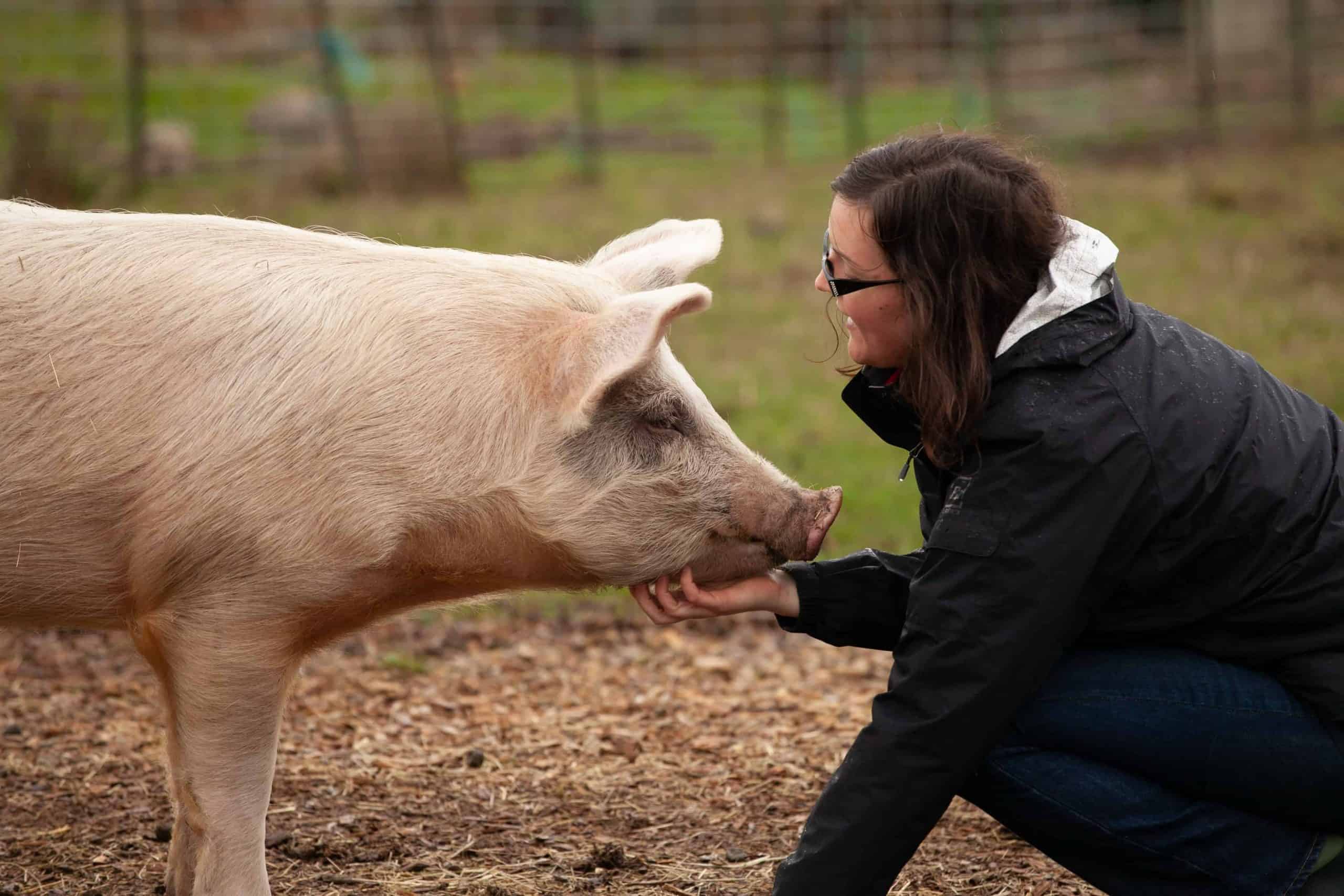 A human scratching a pig's chin outside.