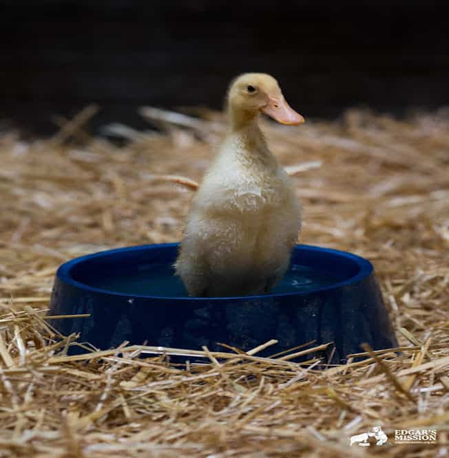 A duckling wading in a water dish indoors.