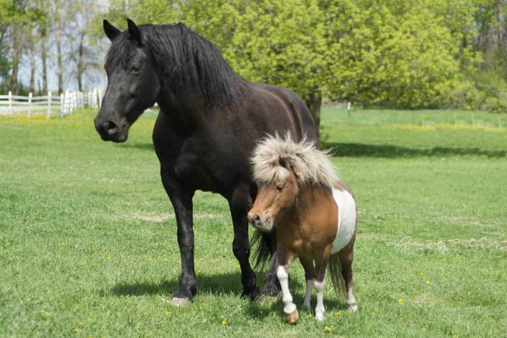 A large horse next to a miniature horse.