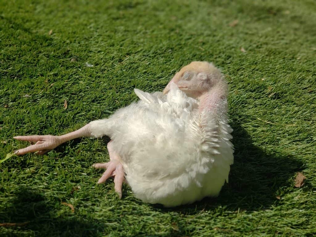 A young large breed turkey stretching out on grass.