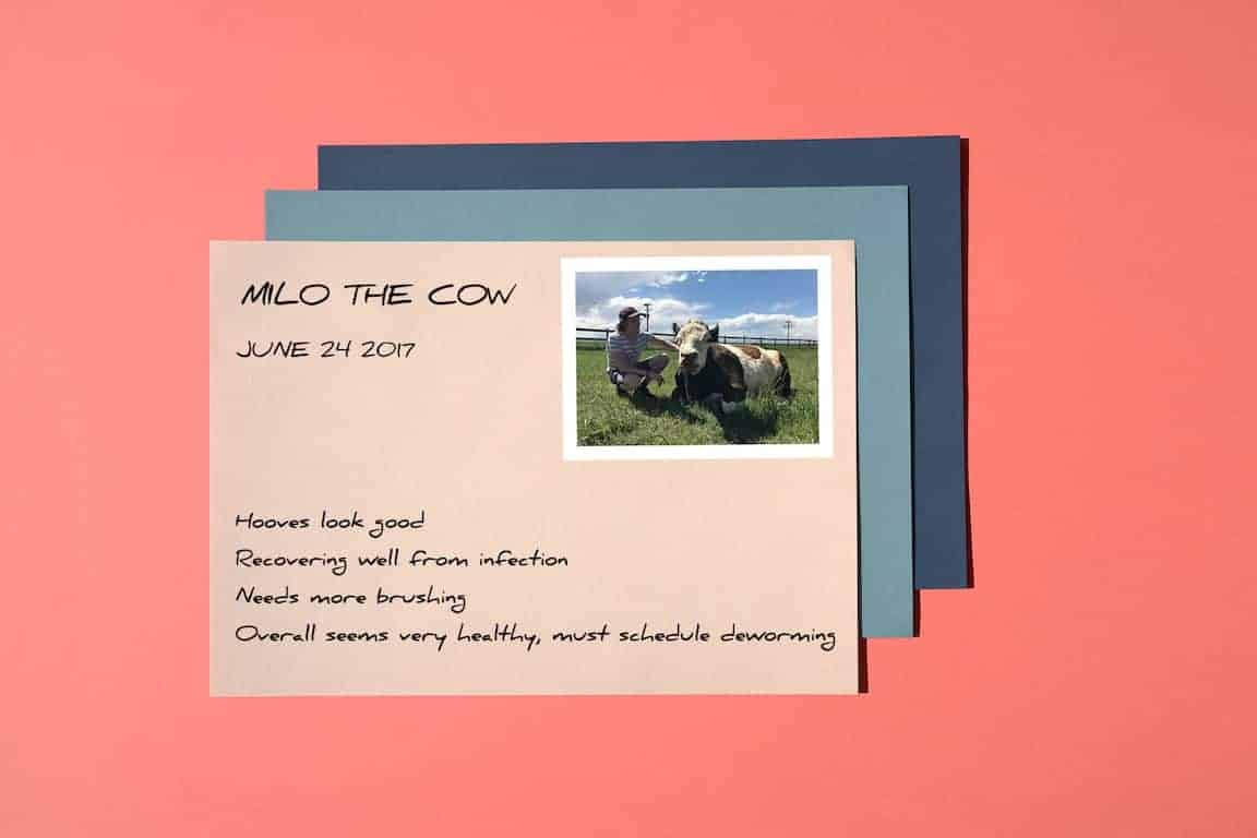 An illustrated health report for Milo the cow.