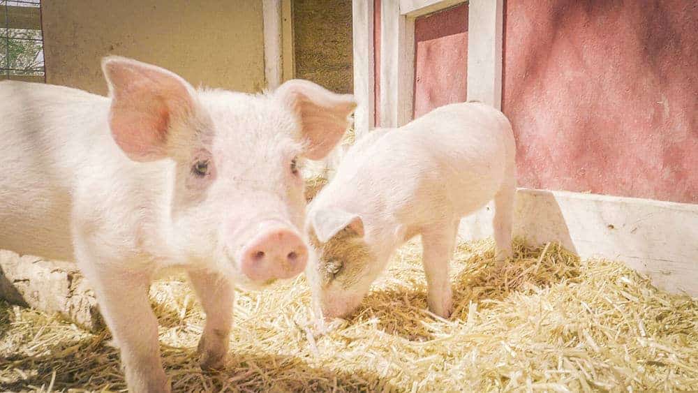 Two pink piglets standing in straw outdoors.