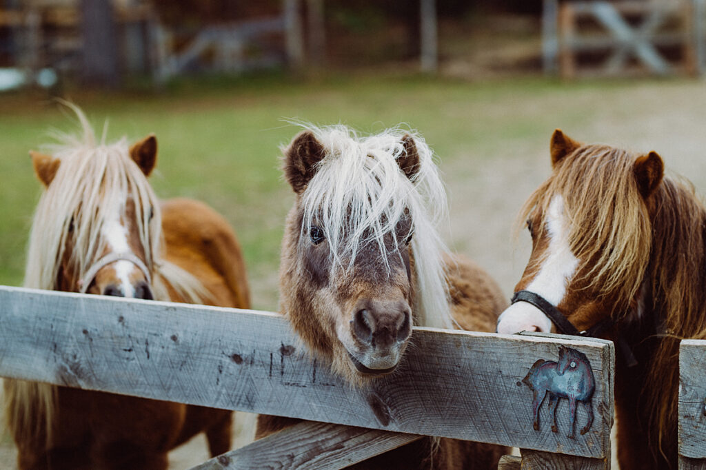 Three miniature horse peer over the top panel of a wooden fence.