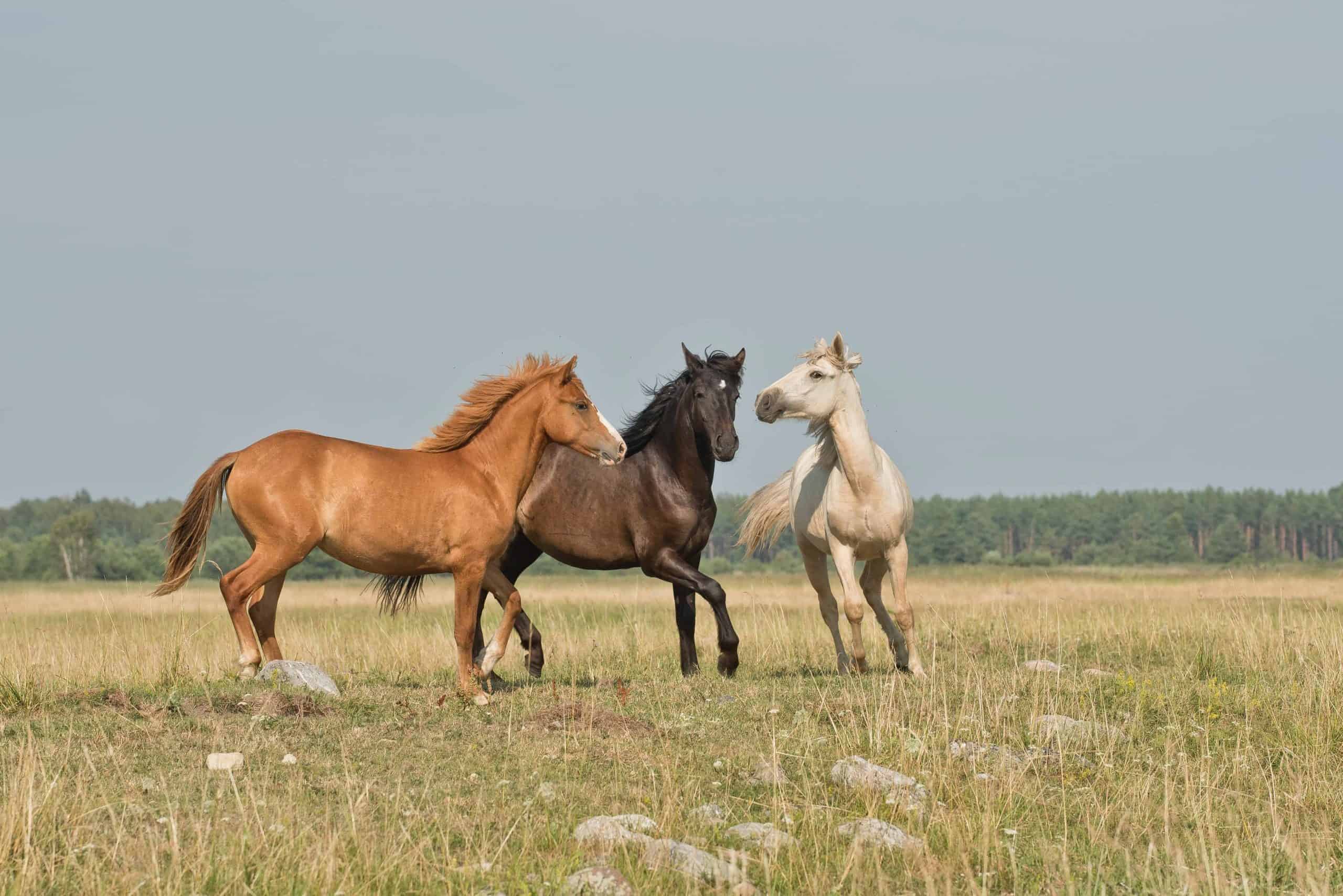 Three horses spend time together in an open field.