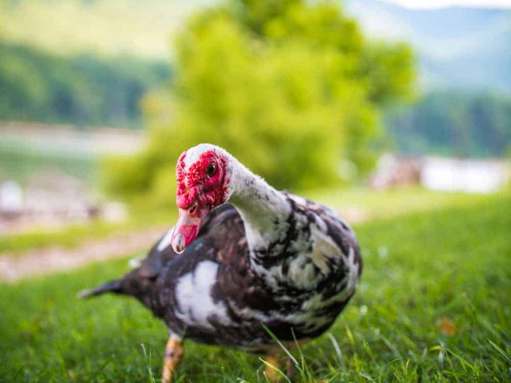 A muscovy duck looking at the camera outside.