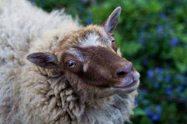 The FAMACHA© System: Understanding Its Role In Small Ruminant And ...