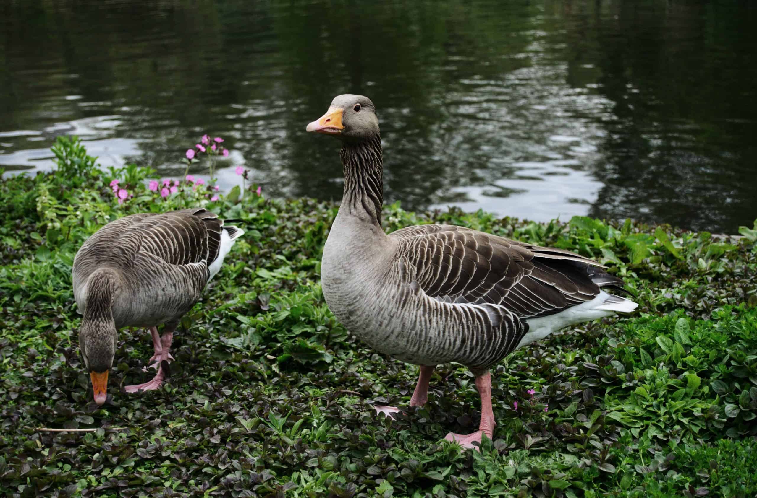 Two geese outside near a body of water. One is eating plants.