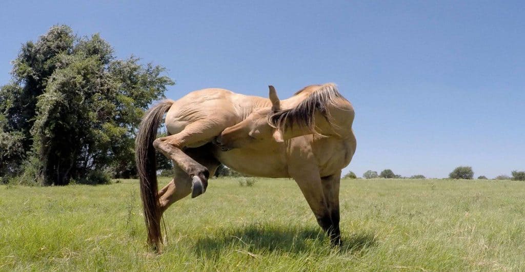 A horse in a pasture with their hind leg up, licking near the lifted leg.