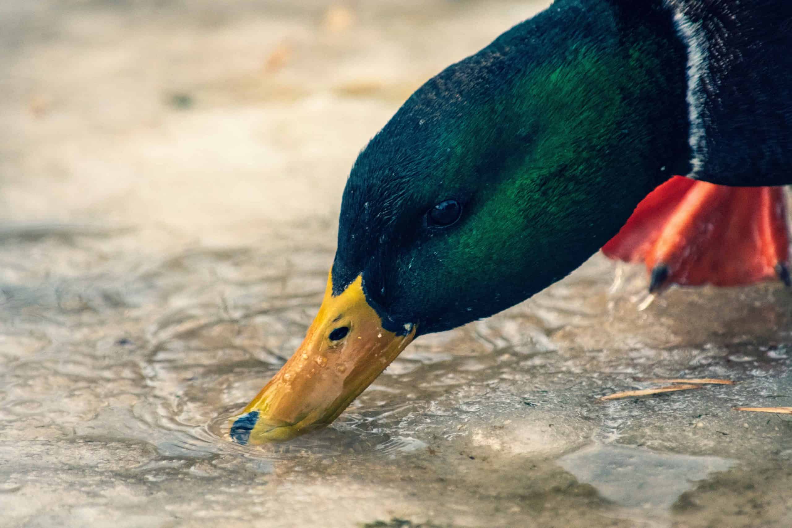 A duck drinking water.