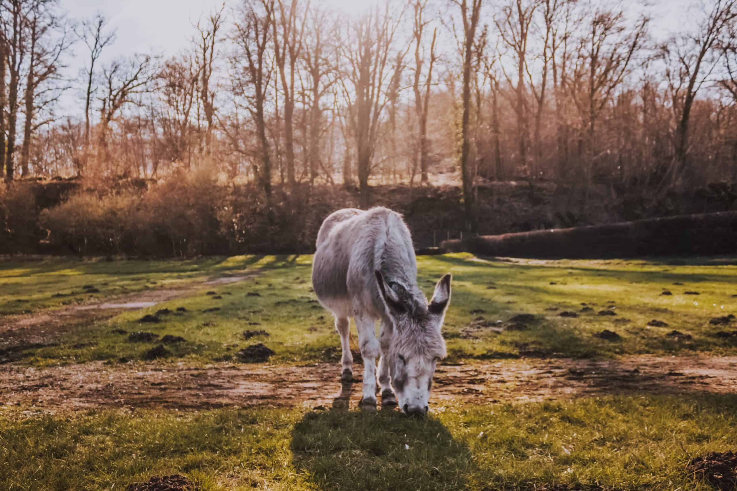 A donkey grazing in a grassy field.