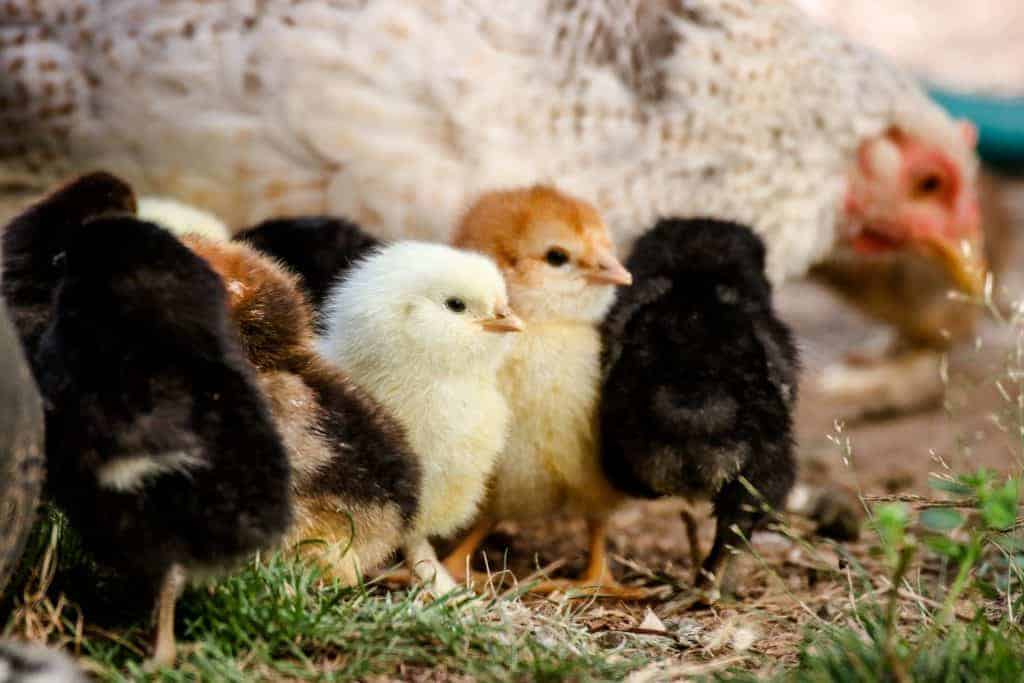 A series of chicks of different colors outside near a hen.