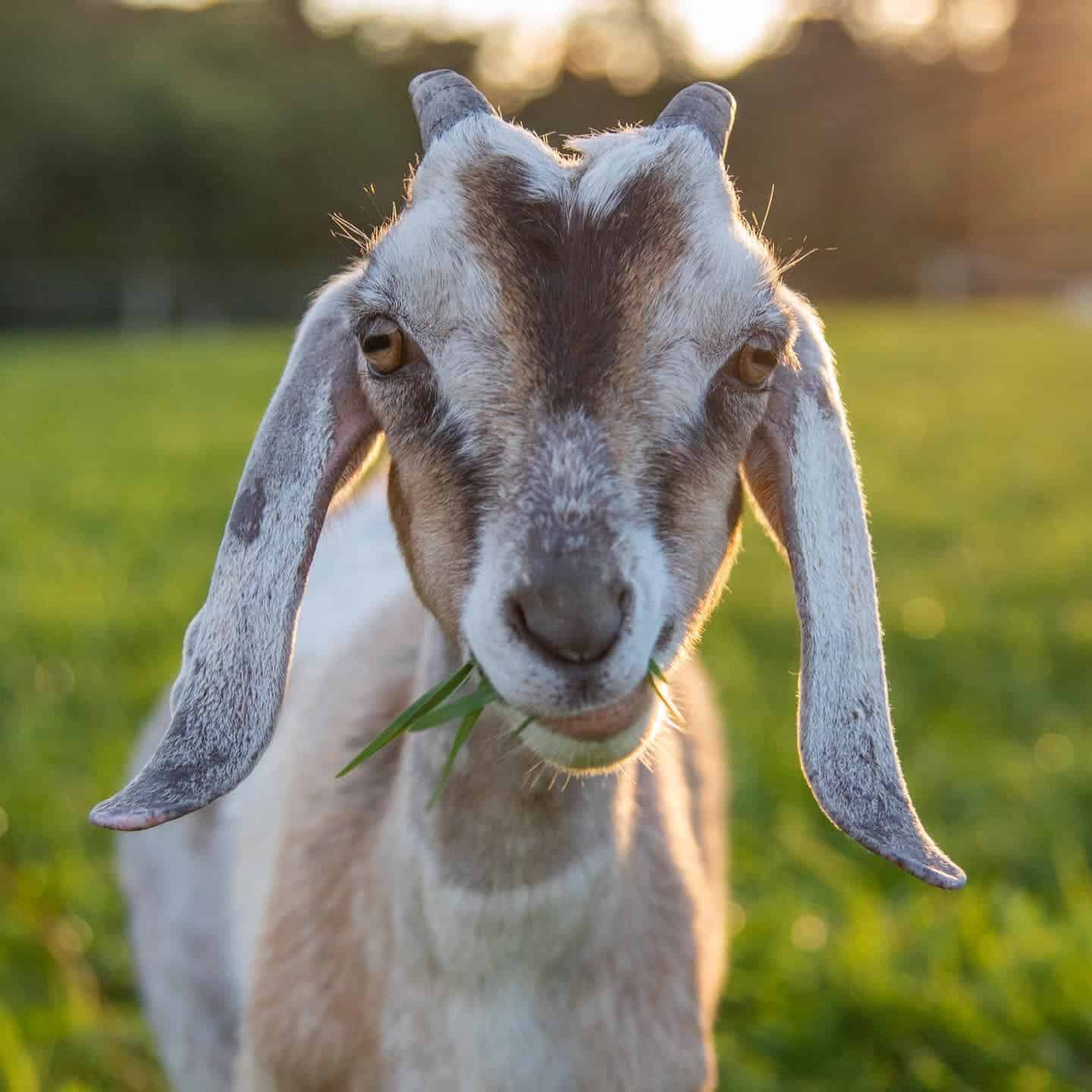 Are goats taking jobs from union workers?