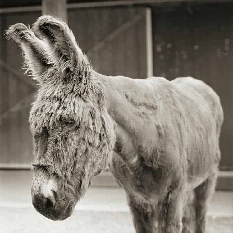 A senior donkey photographed in black and white.