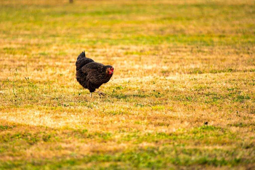 A black hen walks on a grassy field.