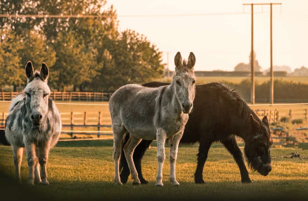 Three donkeys in a field