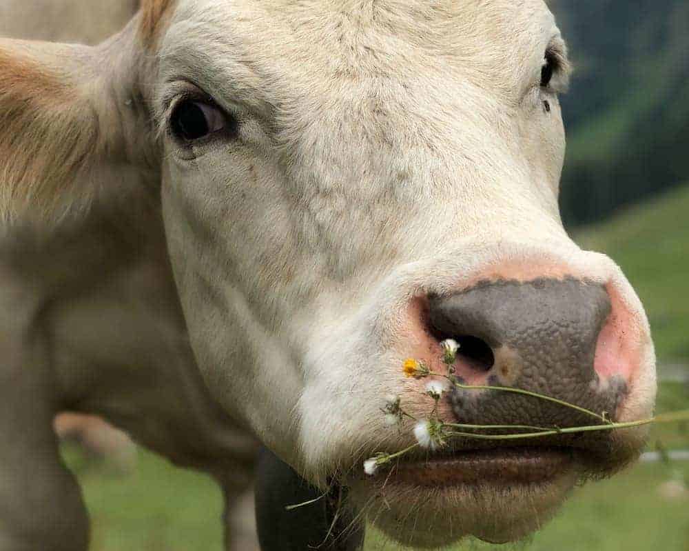 A cow very close to the camera investigating a small plant.