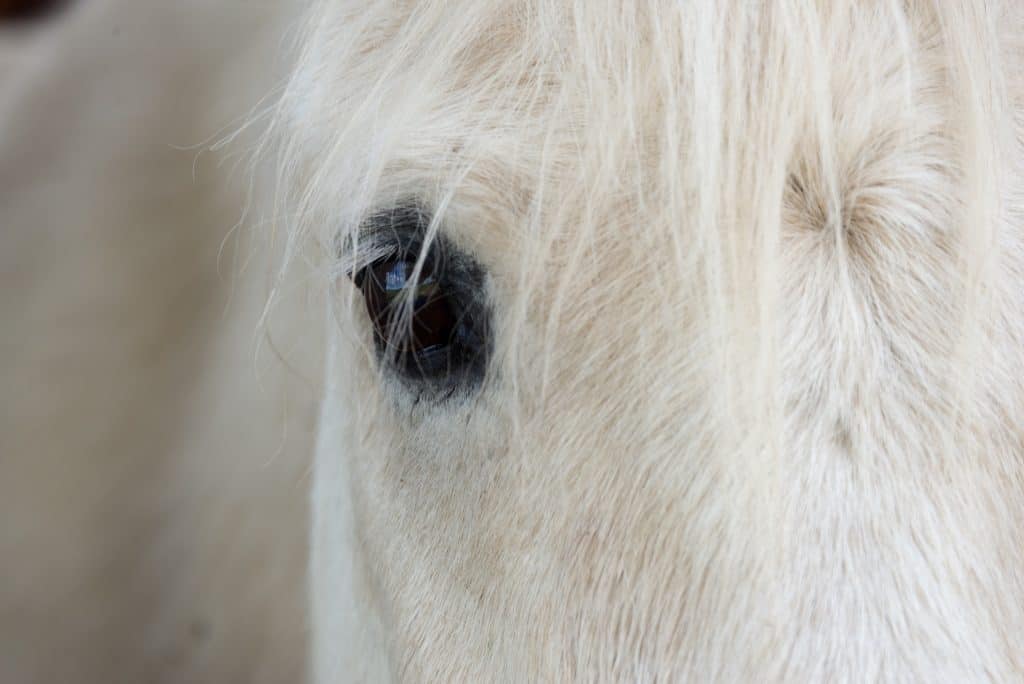 Things That Are Toxic To Horses - The Open Sanctuary Project